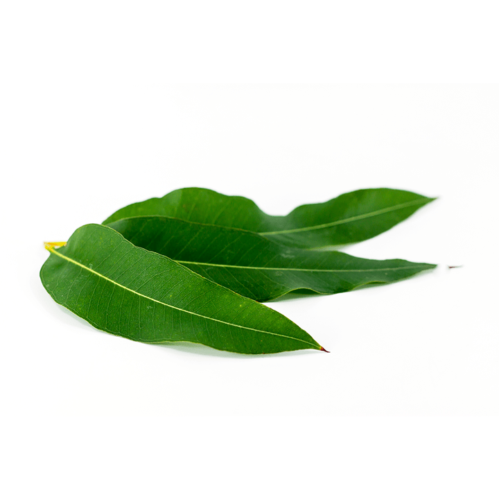 Eucalyptus globulus als Teil von Artovitel